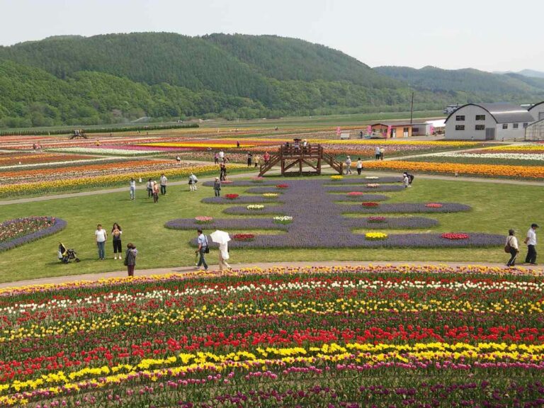 Kamiyubetsu Tulip Festival, Hokkaido
